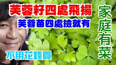 芙蓉怎麼種|【家庭有菜】芙蓉種子天然或人工育苗，以及賺取外快的方法